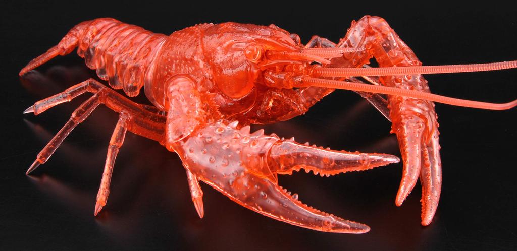 Free Research Series 24 Living Creatures Edition American Crayfish Plastic Model No. EX-4 (Clear Red)