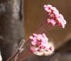 Dry Flower Wedding Party Essential Decorations For Home Home Décor Accents DIY-friendly Pressed Flowers For Party Floral