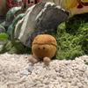 New Children's Toy Acorn Hazelnut Simulation Cute Plush Doll Ornaments