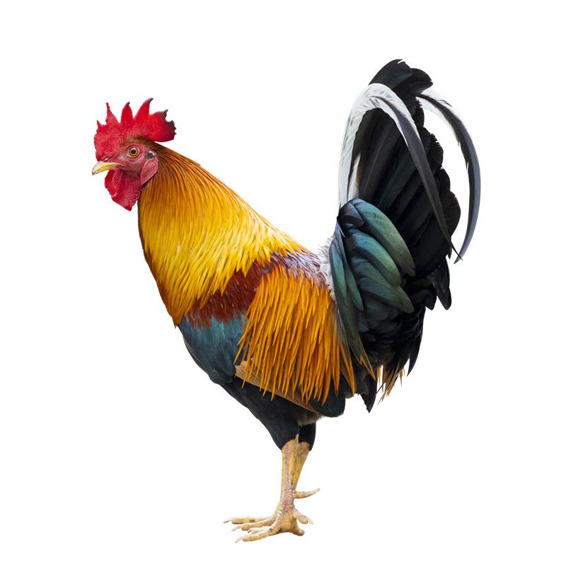 Autocollant coq magnifique en vinyle pour voiture, étiquette de décoration imperméable, T377 #