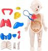 Anatomy For Kids Puzzles For Assembly And Learning Human Organs Fun