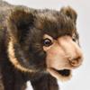 Malayan Sun Bear No. 5234