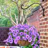 Heavy Duty Hanging Plant Brackets 12/16In Flower Basket Hooks Outdoor Wall Mount  Outdoor Use