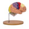 Modelo de Anatomía Cerebral Muestra el Tronco Encefálico y Otras Partes del Cerebro Humano