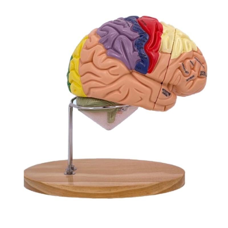 Brain Anatomy Model Shows Brainstem and Other Parts of Human Brain 1