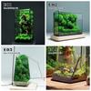 Mini Ver Rainforest Fougère Mousse Carré Écologique Géométrique Miniature Terrarium en Ver Pot à Plantes Récipient Serre de Table