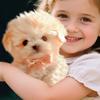 Cães – Brinquedos para cães