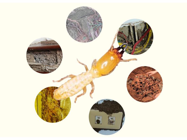 Indoor Termite Bait Box - Effective White Ant Control Treatment