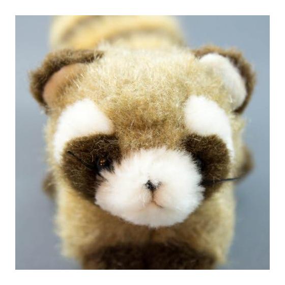 Takenoko Puchi Puchi Land A Waschbär Braunes Plüschtier 58435