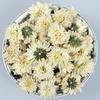Huangshan Chrysanthemum Tea Premium Floral Herbal Tea
