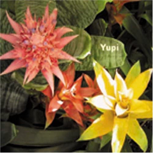 

CD KAZUMASA HASHIMOTO - YUPI PLIP3007 Japan Japanese Pop/Rock Used