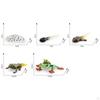 Life Cycle Animal Figures Toy Animals Cognitive Playset Science Frogs Model for