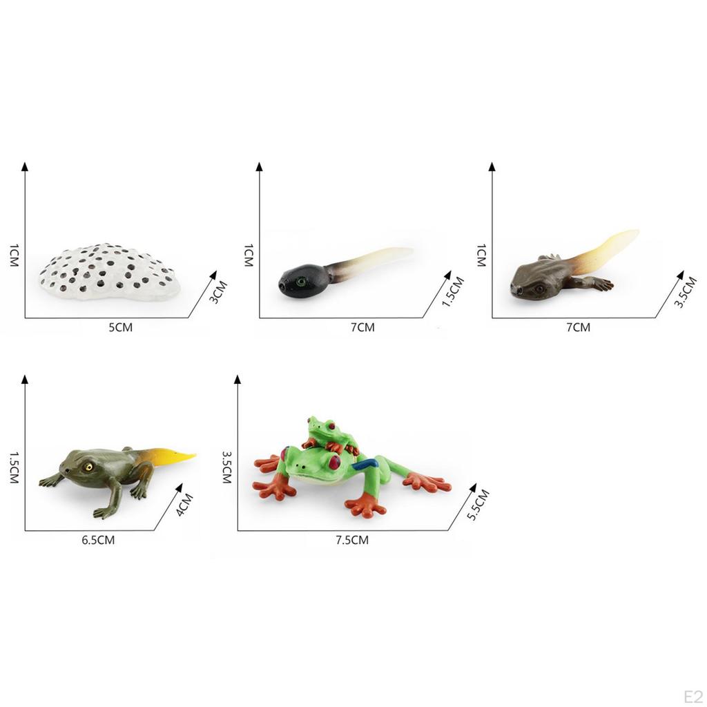 Life Cycle Animal Figures Toy Animals Cognitive Playset Science Frogs Model for