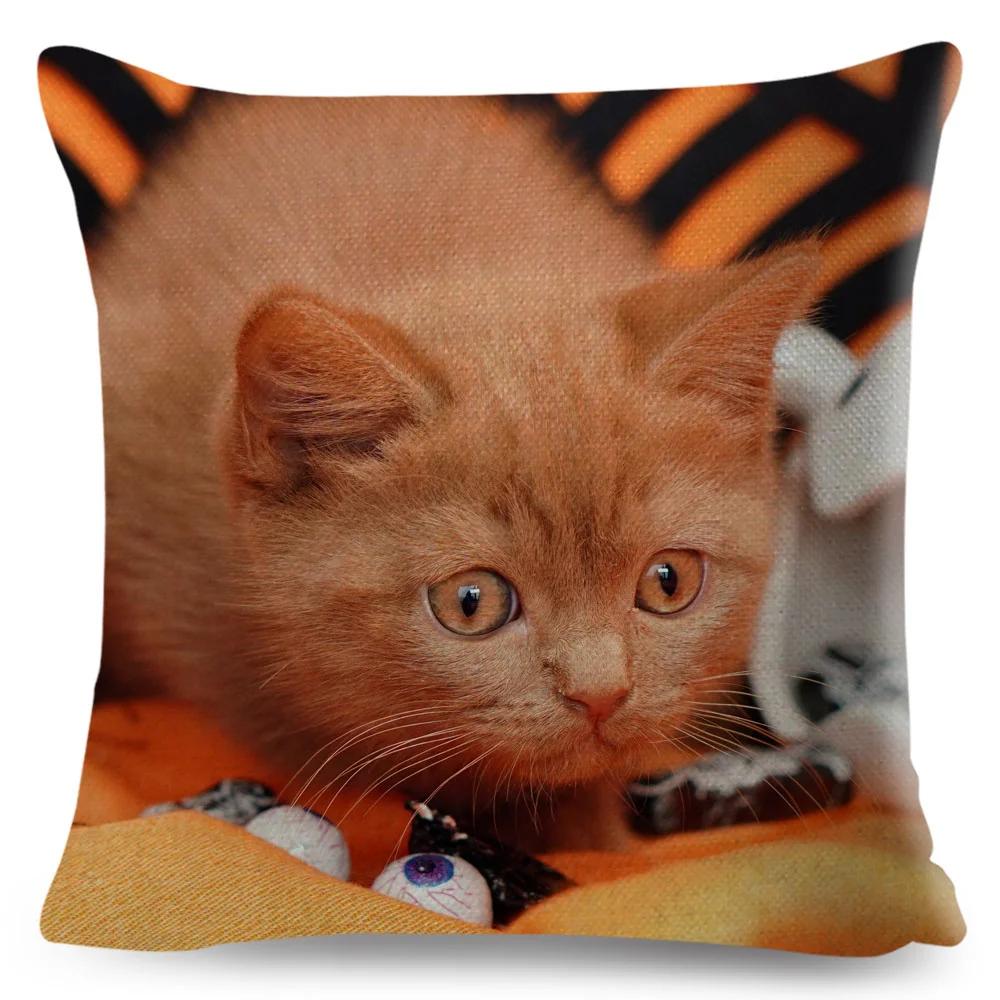 Housse de coussin British Shorthair bleu russe, taie d'oreiller en Polyester, décoration de chat mignon, Animal de compagnie, pour canapé, maison, voiture