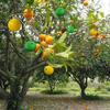 Sticky Fruit Fly Trapping Ball Sticky Fly Catching Ball Sticky Glue Fly Gnat Mosquito Flying Insect Trapping Ball Trap