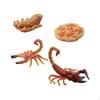 Life Cycle Model Growth Toy Science Biology Animals Figurine for Party Favors