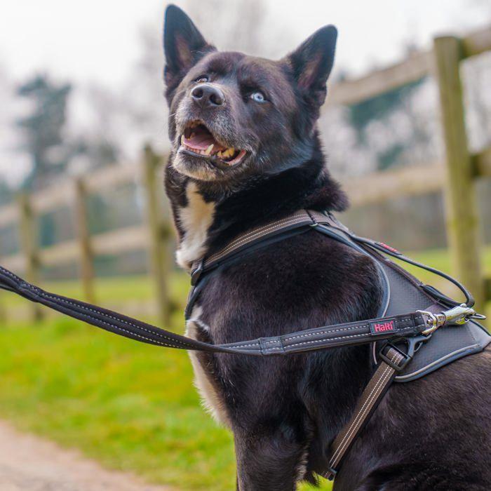 Sicherheitsleine für Hund - Halti - 1,5 m Länge - Schwarz - Ultra-stabiler Clip - Reflektierende Nähte