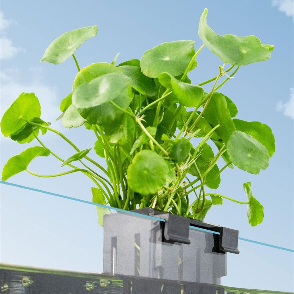 Hanging Fishtanks Plant Holder Fishtanks Plant Cultivation Holder Hydroponic Plant Support Aquariums Planting Tool 2PCS