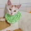 Haustierhalsband, modisch, gestreift, für Haustiere, Lätzchen, Schal, verstellbar, bequem, für Hunde und Katzen, Speicheltuch, Heimtierbedarf