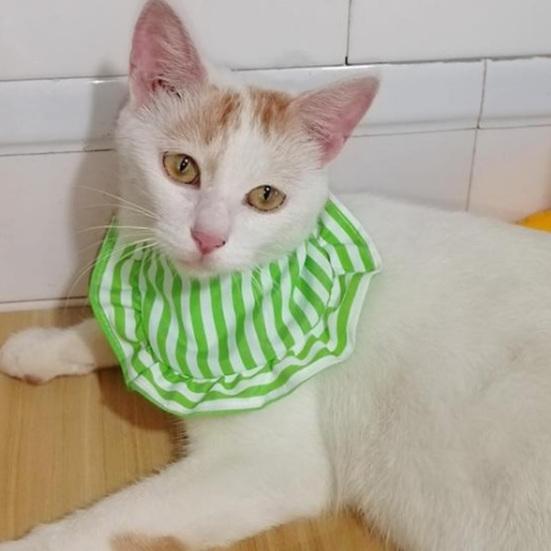 Haustierhalsband, modisch, gestreift, für Haustiere, Lätzchen, Schal, verstellbar, bequem, für Hunde und Katzen, Speicheltuch, Heimtierbedarf
