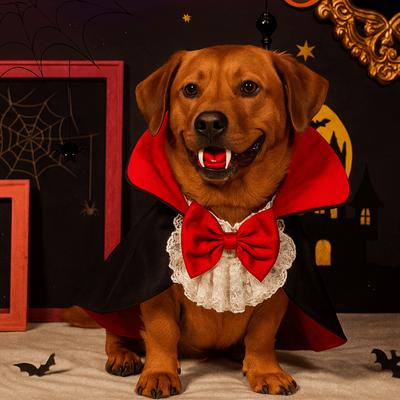 Kedi – Kediler için giyim