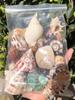 Natural Conch Seashells for Hermit Crabs - Free Shipping, Aquarium Decorations, Water Hardness Regulator