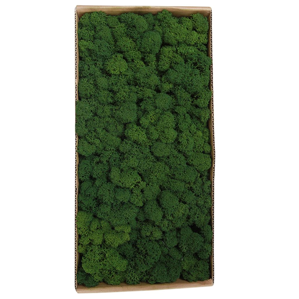 Preserved Moss Gardenning Art Wall Decor Moss Bulk Micro Landscape Decorative Props
