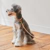 We Original All Leather Collar Natural GOOD MANNERS DOG SERIES - (S) /