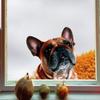 Cute Cartoon Animal Peeking Window Stickers, Creative Glass Window Decor for Festival  Home, Adorable Animal Clings