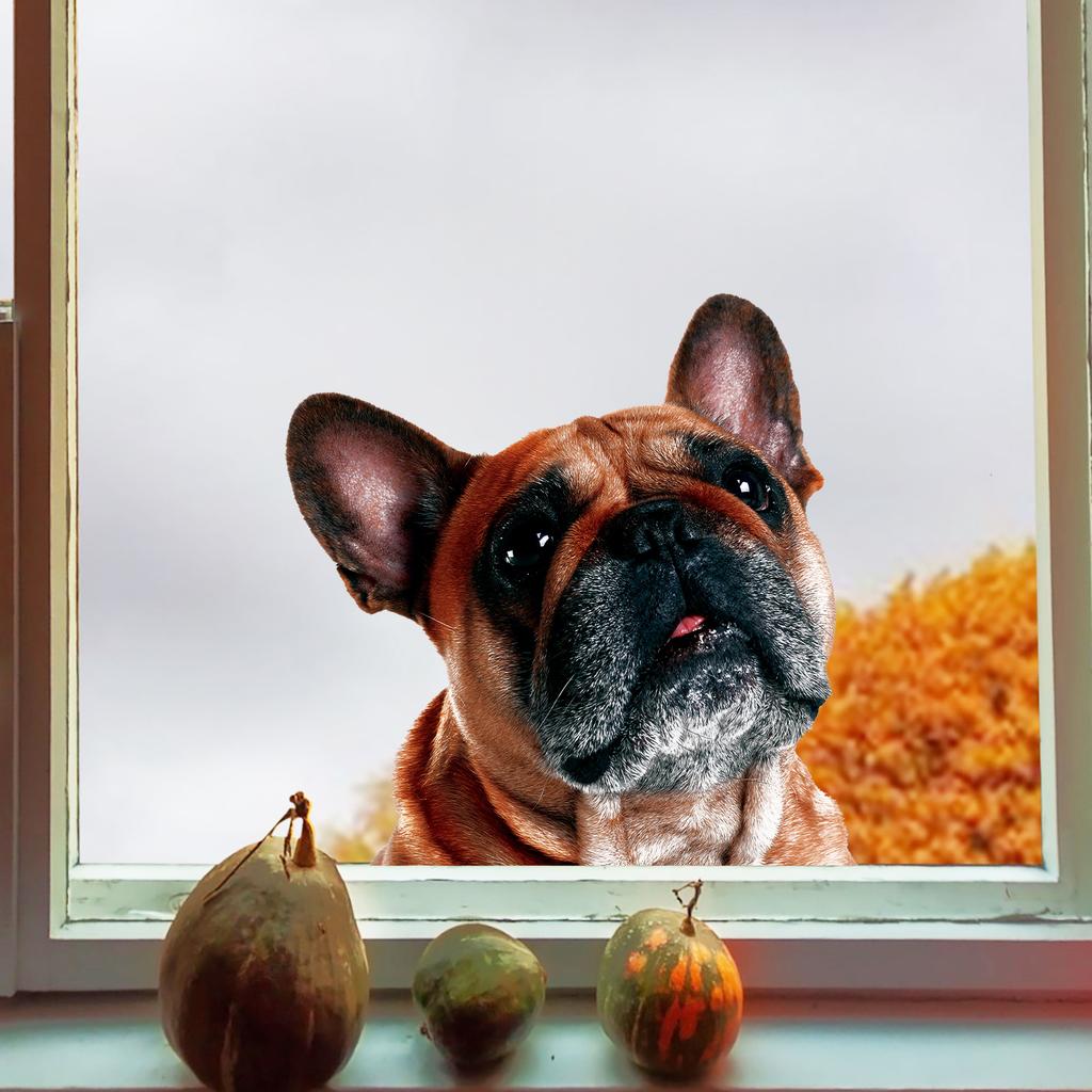Cute Cartoon Animal Peeking Window Stickers, Creative Glass Window Decor for Festival  Home, Adorable Animal Clings