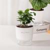 Automatic Absorbent Small Flower Pot Transparent Hydroponic Utensil Resin Hydroponic Plant Special Pot