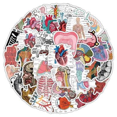 50piece Cartoon Human Organs Scrapbook Sticker for Kids Teeth Heart Brain Medical Stationery Sticker DIY Decor Luggage Sticker