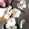 30cm Plum Blossom Flower Bonsai Artificial Plastic Fake Flowers for Home Office Desktop Ornament Mother's Day Gift Spring Decor