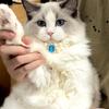 1 Pc Cat Pearl Necklace Cats & Dogs Fashionable Retro Cute Pendant Teddy Ragdoll Daily Wear Photo Shoots Decoration.