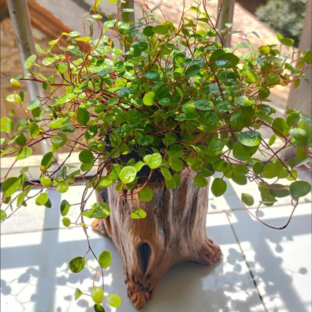 Home Decoration Imitation Wood Flowerpot Cement Pile Log Planter for Herbs Strawberries