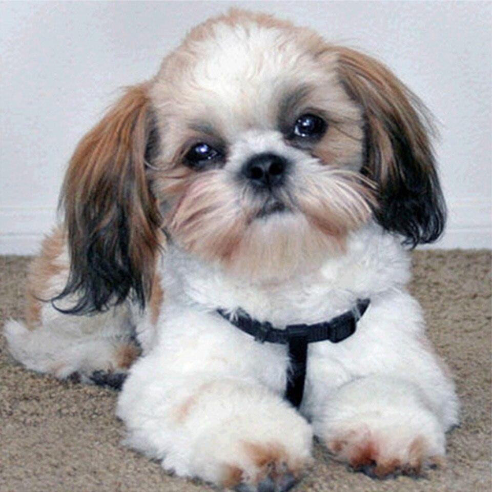 

5D DIY алмазная живопись животное попугай Сова птица вышивка крестиком полная дрель Алмазная вышивка мозаика художественная картина Декор из страз Full Round 40x40CM