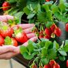 Bolsas de Cultivo para Plantas Colgantes de 3 Piezas con 8 Bolsillos, Macetero Vertical para Jardín, Bolsas de Plantación para Fresas y Verduras, Tela Duradera, Bolsas de Crecimiento 25x60cm