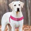 With Reflective Strips Walking Dog Leash Vest Adjustable Dog Harness  Medium Large Dogs
