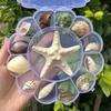 Shell Conch, Popular Science Materials, Specimens, Snail Storage Set, Gift Box, Kindergarten Marine Life Collection