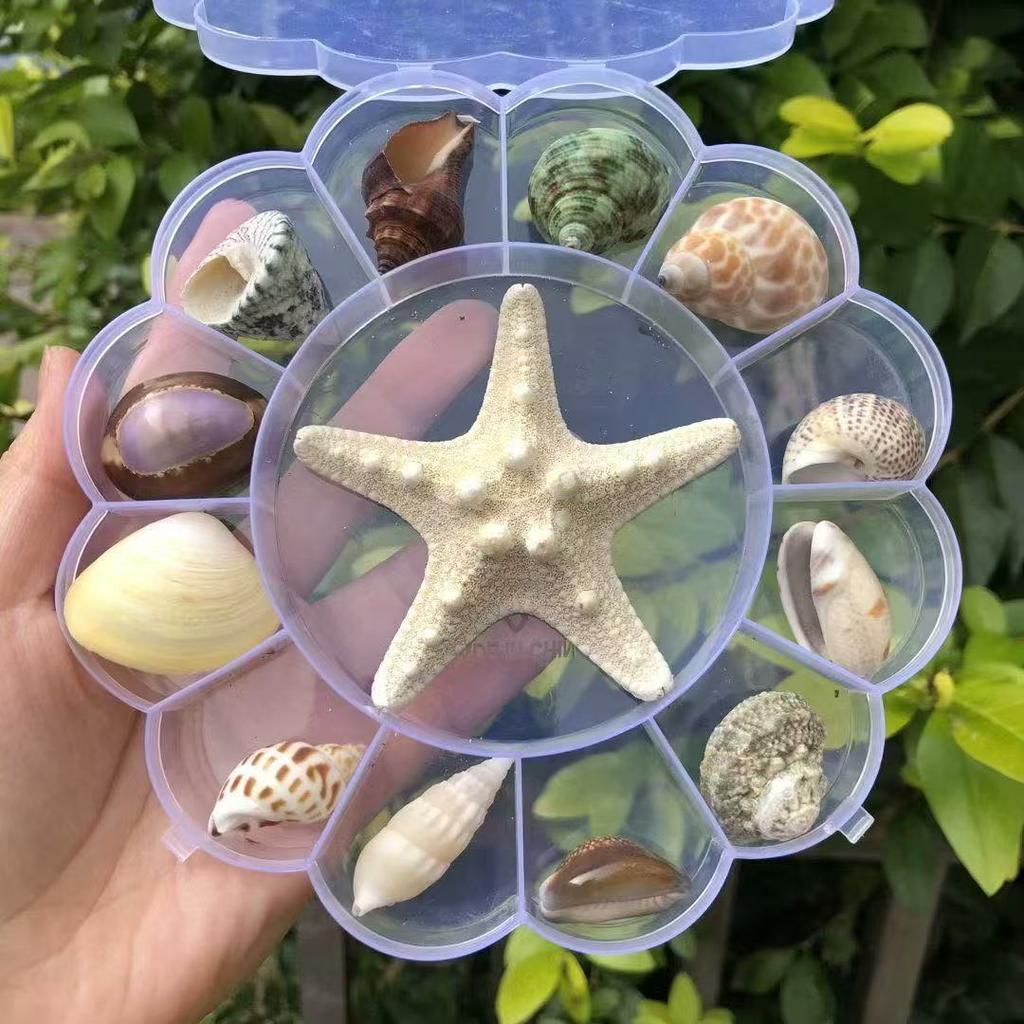 Shell Conch, Popular Science Materials, Specimens, Snail Storage Set, Gift Box, Kindergarten Marine Life Collection