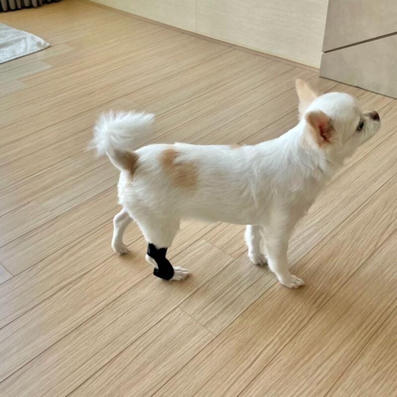 

Защитный бандаж от вывиха коленной чашечки для маленькой собаки