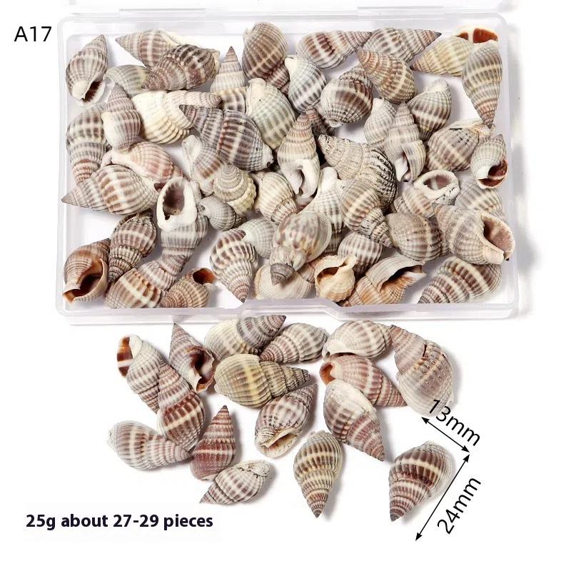 1 Caja Conchas Marinas Concha Espiral Pequeñas Conchas Marinas Espirales del Océano Manualidades Decoración de Acuario Accesorios de Paisajismo