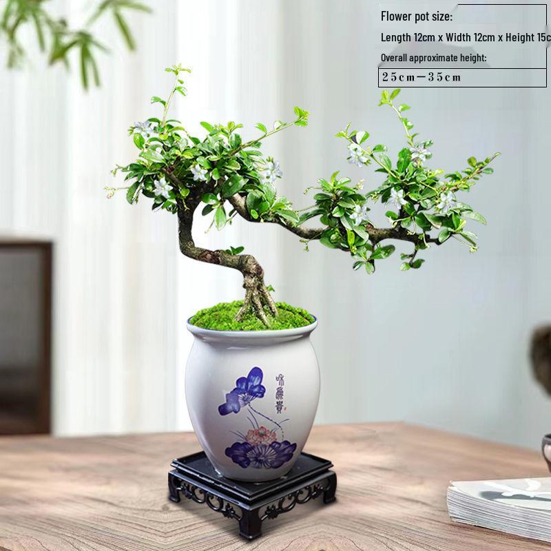 Trailing Fujian Tea Bonsai with Old Trunk – Zen Style Indoor Green Plant for Office & Living Room