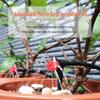 Adjustable Automatic Drip Irrigation System for Small Household Plants and Succulents
