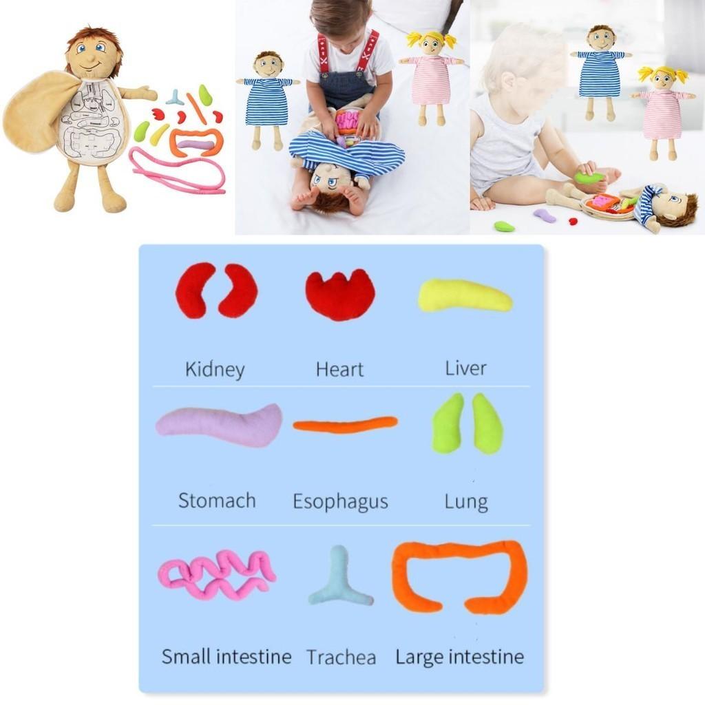 Organ Anatomy Plush Toy Montessori Preschool Teaching Aid