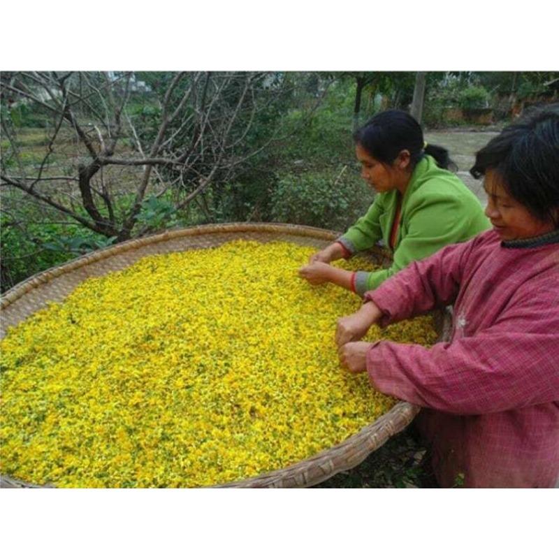 100g Chrysanthemum | Wild Harvest | Wild Chrysanthemum | Ju Hua
