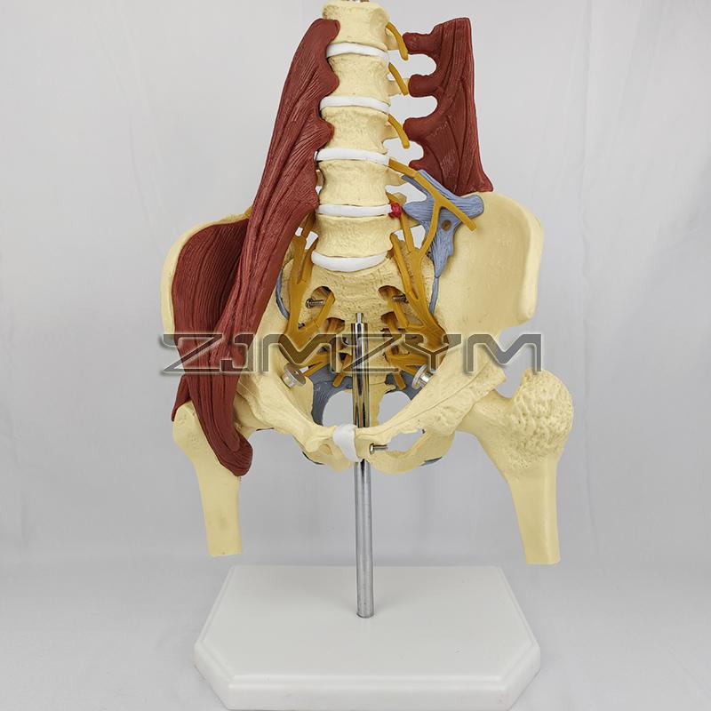 Cilvēka jostasvietas muskuļu modelis Anatomisks modelis