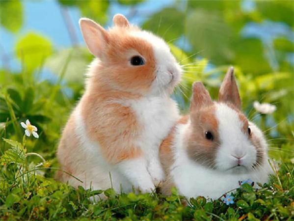 5D Diy Diamond Painting Mosaic Rabbit Daisy Full Square/Round Embroidery Animal Grass Home Decor