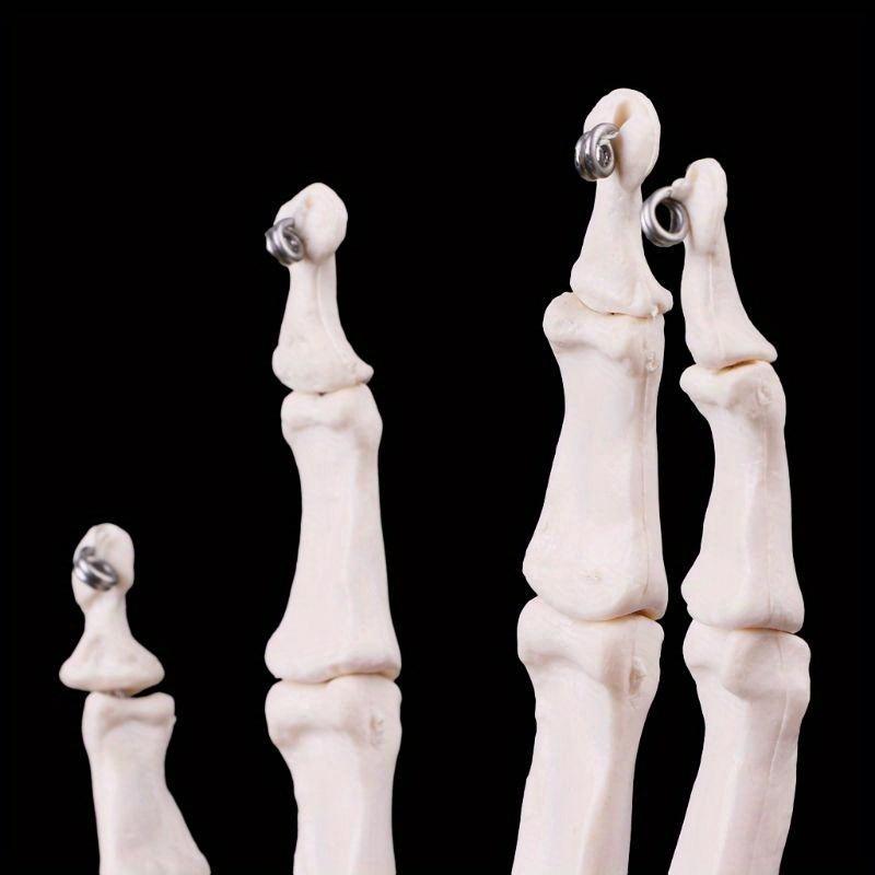 Medical Props Model Free Postage Hand Joint Anatomical Skeleton Model Human Medical Anatomy Study Tool Life Size
