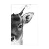 Animal Side Face Portrait Modern Wall Canvas Print Wild Life Art Poster Black and White Photo For Living Room Home Decor Cuadros